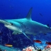 shark_hammerhead_scalloped_dar_h_0205_ecu0988.jpg